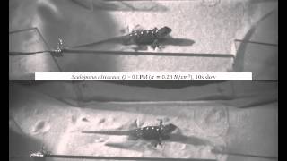 Movie S3 Movement of a generalist lizard [upl. by Emmuela]