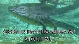 How Long Have Crocodiles Been Around [upl. by Rollie]