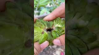 😋🤤Cherimoya sugarapple sweet tasty yummy fruit fruitcutting satisfying shorts fyp wow fy [upl. by Jones]