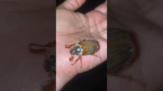 Cockchafer beetles  May bugs [upl. by Kieffer625]