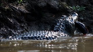 Caiman VS Eel [upl. by Iman]