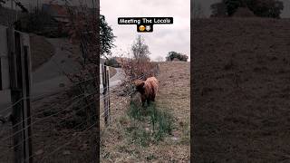 A Scottish Icon  The Highland Cow 😍🏴󠁧󠁢󠁳󠁣󠁴󠁿 shorts scotland cows [upl. by Novert]