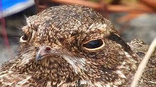 Savanna Nightjar  EYES [upl. by Bodkin]