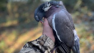 Caccia al colombaccio con le aste e ShotKam [upl. by Ldnek213]