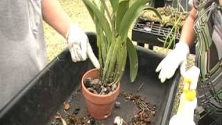 The Orchid Doctor  How to Replant an Orchid Part 2  orchidmania south florida [upl. by Hemingway]