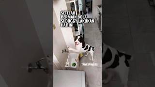 Anjing Ini Mencuci Bola dan Kakinya [upl. by Cowley]