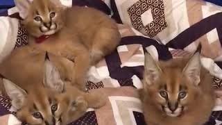 caracal kittens for sale [upl. by Lowery]