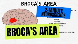 2Minute Neuroscience Brocas Area [upl. by Bixler]