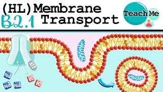 B21  Membrane Transport  IB Biology HL [upl. by Intirb]