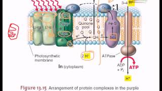 Electron transfer in purple bacteria [upl. by Zeuqcaj]