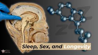 Sleep Sex amp Longevity The Power of Melatonin [upl. by Atinit]