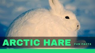 Arctic hare facts for kids  Interesting Information about Hares [upl. by Novrej]