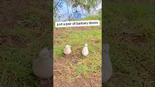 just a pair of barbary doves barbarydoves pigeon bird shortvideo shorts [upl. by Taft958]