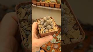 Rebutia heliosa cactos suculentas [upl. by Nadabas]