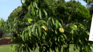 Common Fruit Tree Diseases [upl. by Ecinue]