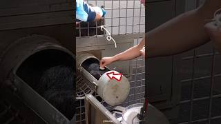 How blood samples are collect in zoo shortsvideo [upl. by Atilef]