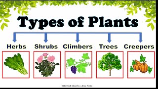 Types of Plants Types of Plants for Kids  Plants around us  Different types of Trees [upl. by Aitahs]