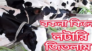 বকনা কিনে লটারি জিতলাম [upl. by Alleb]