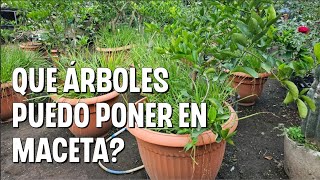 Que tipo ÁRBOLES frutales puedo tener en maceta [upl. by Deibel]