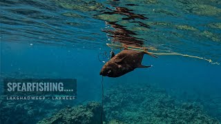 SPEARFISHING from the shallow of Lakshadweep  Lakshadweep  Spearfishing [upl. by Anaeg]