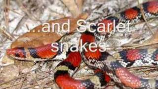 Identifying North American Snakes  Coral Snakes [upl. by Speroni781]