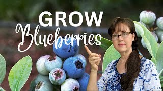 5 Mistakes You Should Never Make When Growing Blueberries [upl. by Bekha]