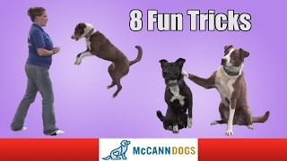 8 Fun Tricks You Can Teach Your Dog To Do [upl. by Muriel104]