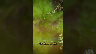 Un photographe Capture la bataille dArowana et de serpents devant la caméra ❤️ [upl. by Dublin892]