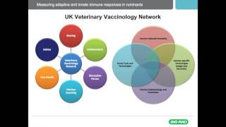 Measuring Adaptive and Innate Immune Responses in Ruminants [upl. by Eisinger]