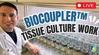 LIVE Plant Tissue Culture Biocoupler™ Liquid Culture Subculturing with Francisco [upl. by Doroteya867]