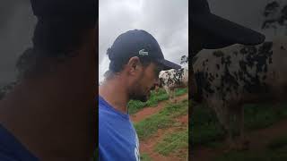 🐄🐄Estão todas prenhas  rebrota do miyague gado vidadegado agro gadonelore fazendadegado [upl. by Liagibba]