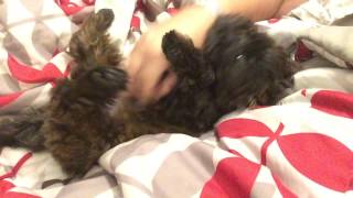 Cute Havanese puppy Brindle [upl. by Grider]