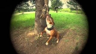 staffordshire bull terrier training [upl. by Mahala]