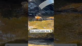 Bird baths can help your backyard bees stay hydrated  create shallow edges or wet rocks [upl. by Joo]