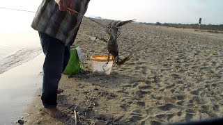 Pesca al Granchio Blu Gigante dalla Spiaggia  Pescarli cosi è Troppo Facile [upl. by Rehpotsyrhc]