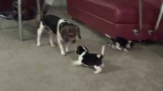 Pocket Beagle Puppies  5wks Playing with their Daddy [upl. by Vittoria709]