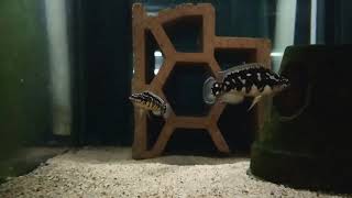 Julidochromis transcriptus Kissi [upl. by Jariah]