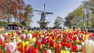 keukenhof 2023 [upl. by Ordisy]