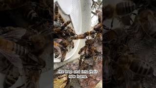 Bridge Made of BEES 🐝 shorts bee beekeeping [upl. by Honeywell]