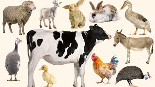 FARM ANIMALS Names for Toddlers to Learn in ENGLISH [upl. by Enyar]