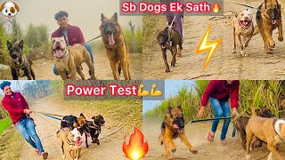 Pitbull Gsd Apbt Sabhi Dangerous Breed Ki Power Test Ki💪🔥 Sbko Ek Sath Le Gye🐶 [upl. by Swithbart]