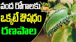 వంద రోగాలకు ఒక్కటే ఔషధం  రణపాల  RANAPALA Plant uses in Telugu  Medicinal benefits of Ranapala [upl. by Etnaed]