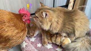 Guinness World Records😂Two kittens can take care of chicks better than hensFunny and cute animals [upl. by Eliot]