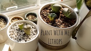 Plant With Me  Lithops Split Rocks amp More [upl. by Jada275]