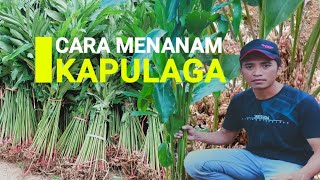 CARA MENANAM KAPULAGA [upl. by Maupin]