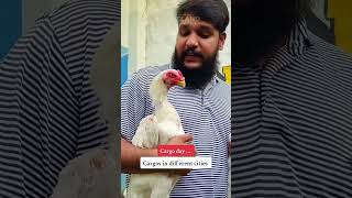 foryou hopeland birds shortsvideo pets [upl. by Hopfinger]