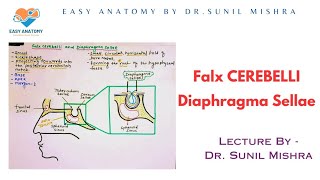 falx CEREBELLI । Diaphragma sellae। fold of Dura mater। Head amp Neck Anatomy। PART 03 amp 04 [upl. by Lletniuq]