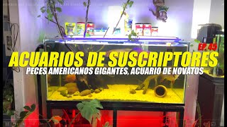 Acuarios de Licenciados  Ep 45 [upl. by Ginnie]