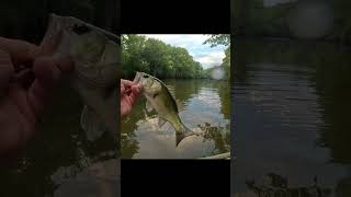 September Bass fishing  2 bass in the current on a beetle spin [upl. by Utir955]