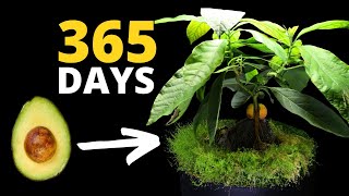 The MOST Incredible Plant Time Lapse EVER  Avocado Bonsai [upl. by Ylrebmic830]